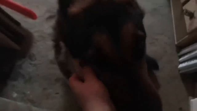 Влог :Наш дом на юге /Папа за маляра/Мама за бригадира/ Спина дала о себе знать/Зять привёз с Крыма смотреть онлайн
