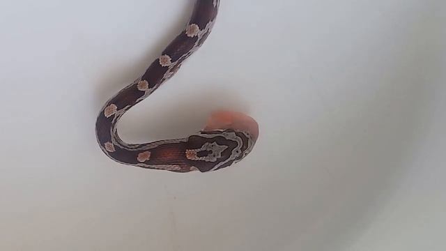 Кормление змеи 05 09 21 смотреть онлайн