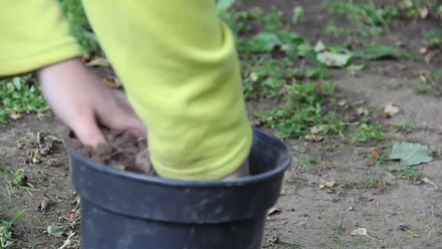 как посадить дуб