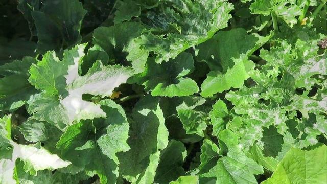 ПРИЧИНЫ ГОРЕЧИ КАБАЧКОВ, МОЖНО ЛИ УБРАТЬ ГОРЕЧЬ ИЗ КАБАЧКОВ? 260