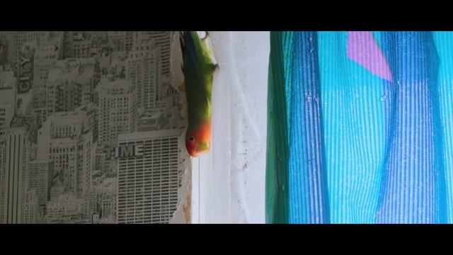 Сгрызли все обои, потолок. Неразлучники. Попугаи смотреть онлайн