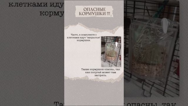 Попугаи. Поилки и кормушки. Содержание. смотреть онлайн