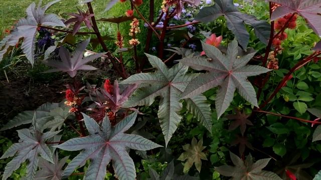 БЫСТРАЯ , ЛЕНИВАЯ КЛУМБА, САМЫЕ НЕПРИХОТЛИВЫЕ КРАСИВЫЕ РАСТЕНИЯ ДЛЯ САДА БЕЗ ПИКИРОВКИ смотреть онлайн