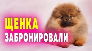 Щенкам шпица 86 дней. Щенка забронировали. Уход за щенком шпица. Аэропорт Кемерово