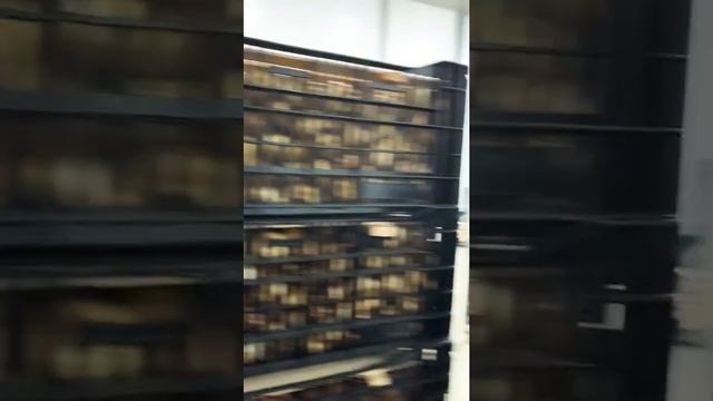 Обзор луковиц тюльпанов на складе смотреть онлайн