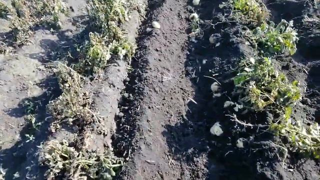 Летняя(вторая) посадка Картофеля! Результат на тяжелых грунтах смотреть онлайн