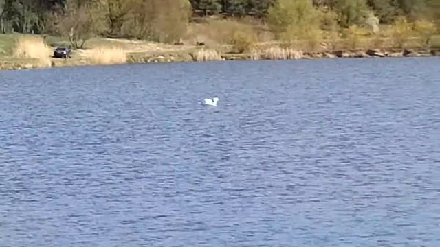 Белый лебедь на озере