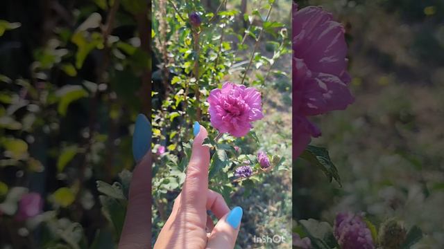 Гибискус Сирийской Садовый