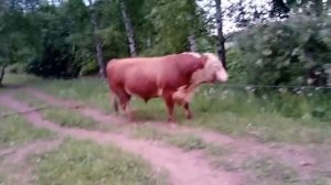 Бычки КФХ «Герефорд»