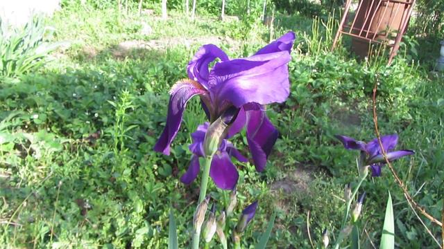 цветы  дача 2014 7