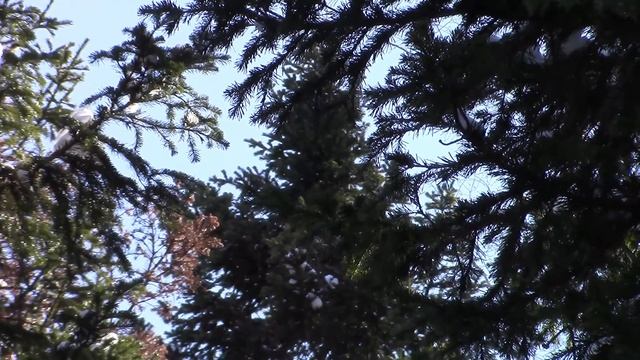 Поход в тайгу 8-го марта - ПВД с костром на снегу смотреть онлайн