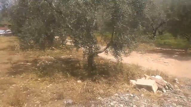 НАШЕ СЕЛЬСКОЕ ХОЗЯЙСТВО В ГРЕЦИИ смотреть онлайн