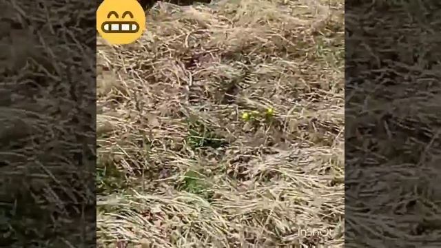 Утренний анекдот???? смотреть онлайн