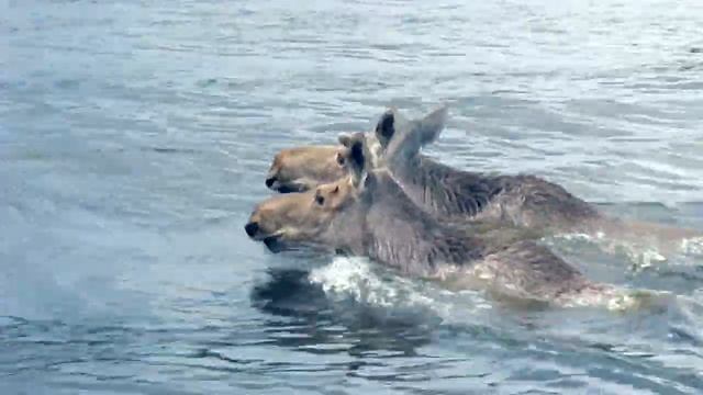 Лоси в воде смотреть онлайн