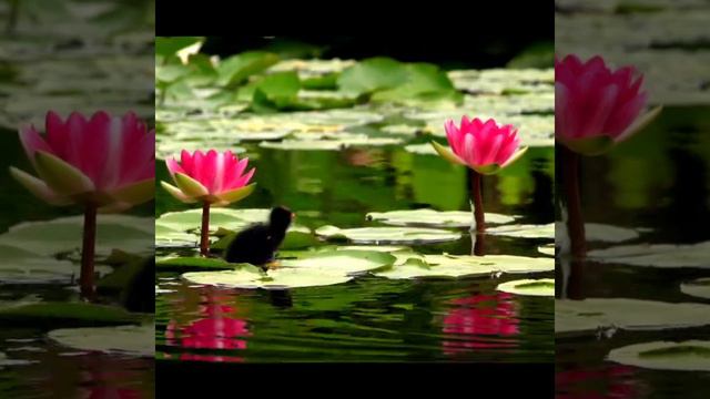 The Lotus Flower Represents Long Life, Health, Honor|Soothing Music @Amazing Beauty Of Lotus Flower
