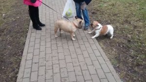 Воскресная прогулка с французским бульдогом!