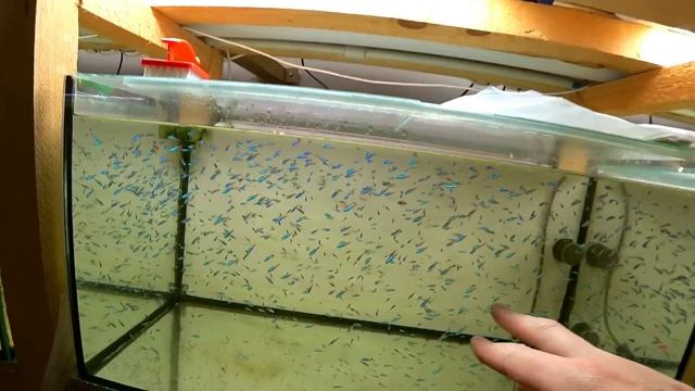 Платина снова на нерест! Убрал Данио с заброшенного аквариума смотреть онлайн