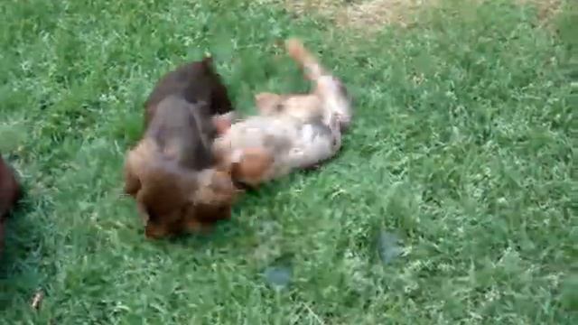 Такса длинношерстная кроличья, щенки РКФ смотреть онлайн