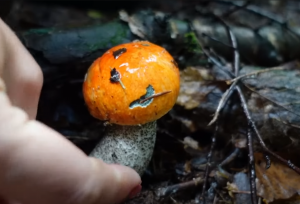 Грибная разведка 5 сентября 2022г. Всеволожский район