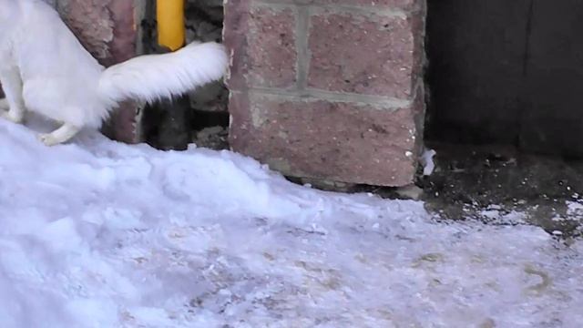 Гуляем Пегаску и кота на ПОВОДКЕ смотреть онлайн