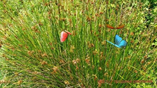 Ситник обыкновенный (sitnik-razvesistyy) ? обыкновенный ситник обзор: как сажать, саженцы ситника