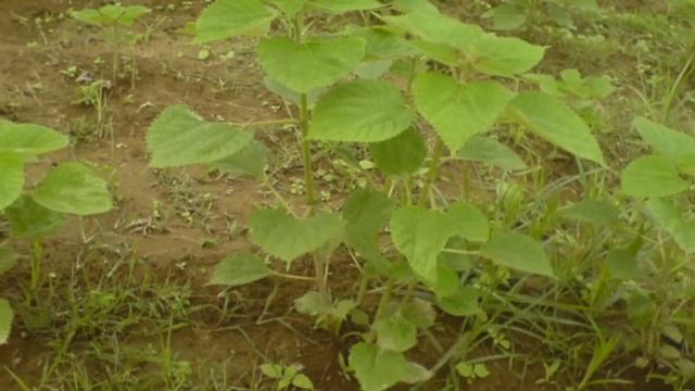 Budidaya Tanaman Rami (Boehmeria Nivea L Gaudh) di Wonosobo Central Java, Indonesia смотреть онлайн
