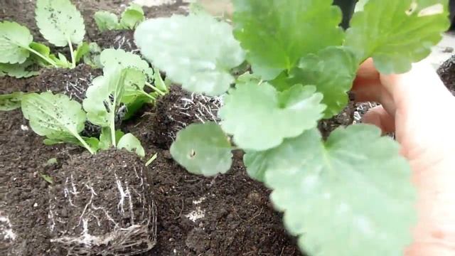 Перевалка виолы под зиму!!! смотреть онлайн