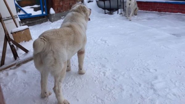 Течка у Алабая