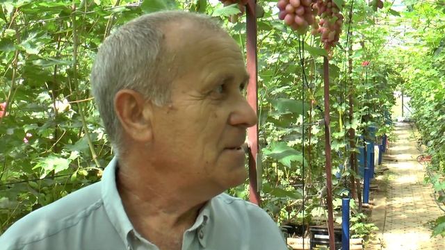 Виноград в теплице у Цымбал В.А в Приморском крае. 6 августа 2019. смотреть онлайн