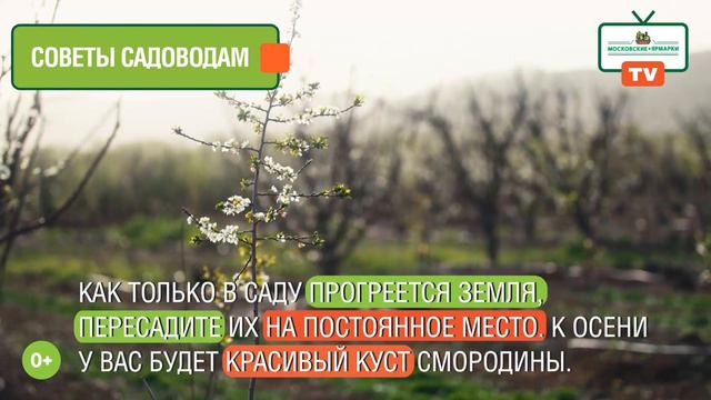 «Московские ярмарки»: огородные работы в конце апреля смотреть онлайн