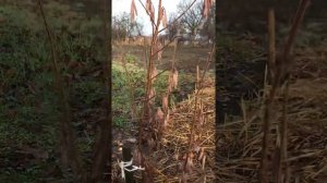 Фундук сорта сахаристый