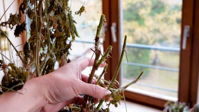 She´s Almost Dead 🪴FROST DAMAGE Rescue - Ep. 4 смотреть онлайн