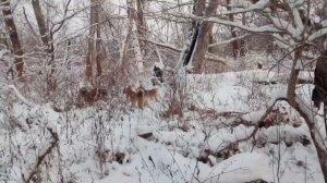 Охота на кабана с лайками из Удмурдского питомника ЗСЛ.