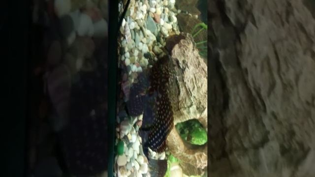 Птеригоплихт Парчовый смотреть онлайн