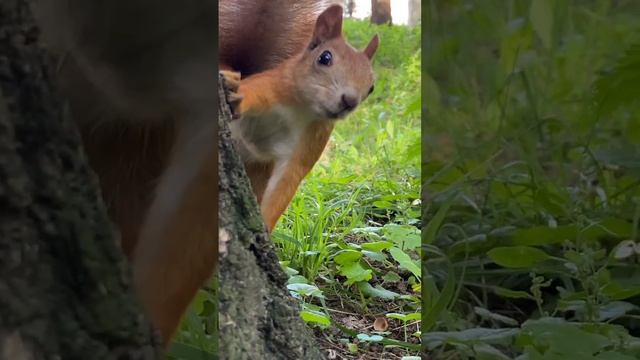 Летающая белка #shorts #funnyanimals #squirrel смотреть онлайн