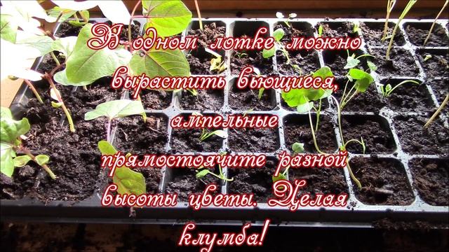 Рассада цветов в лотках. смотреть онлайн