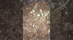 РОЗМАРИН из семян,пикировка!сезон 2022г