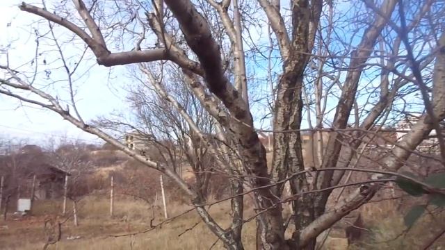 Миндаль - фиговое дерево. Фиг урожая дождешься. смотреть онлайн