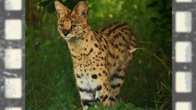 Сервал — Serval