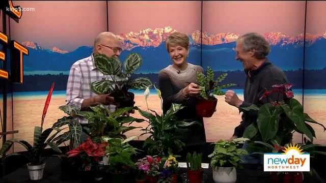 Ciscoe Morris vs. Ed Hume battle of the house plants смотреть онлайн