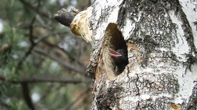 Желна. Взрослые птенцы, Black Woodpecker Chicks смотреть онлайн