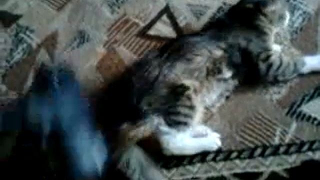 Кот и пылесос 1 смотреть онлайн