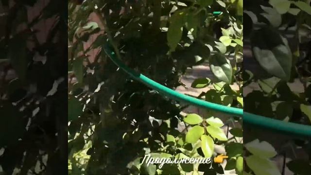 Роза Хамелеон ! Дабл Делайт или Двойное удовольствие !(Роза 'Double Delight') смотреть онлайн