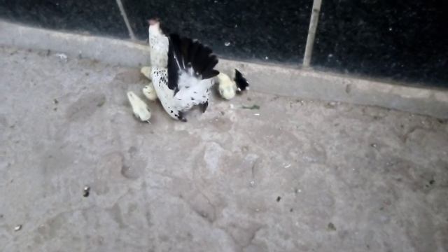 Маленькая порода кур Шабо смотреть онлайн