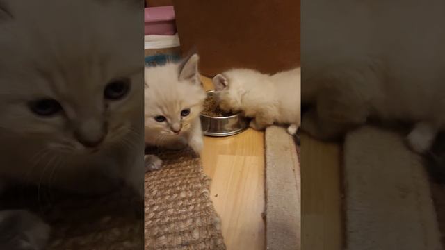 Kittens 6 смотреть онлайн