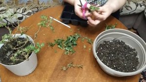 Черенкование вегетативных петуний,