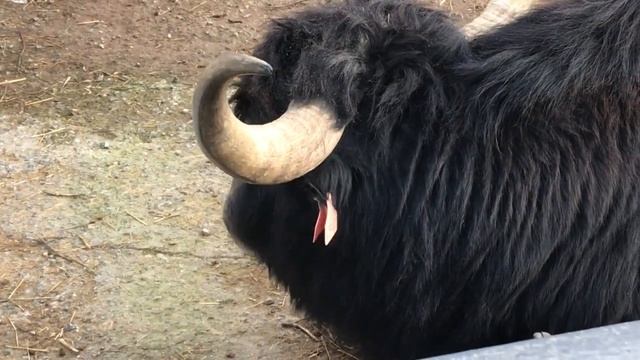 Как тибетские яки отреагировали на угощение! Тайган Tibetan yaks in Crimea! смотреть онлайн