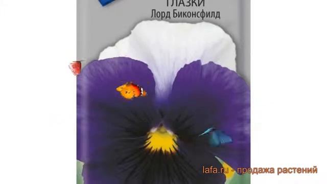 Анютины глазки обыкновенная Лорд Биконсфилд ? обзор: как сажать, семена анютины глазки смотреть онлайн