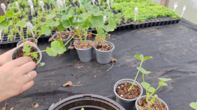 формирование герани смотреть онлайн