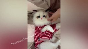 СМЕШНЫЕ ЖИВОТНЫЕ 2023 ЛУЧШИЕ ПРИКОЛЫ С КОТАМИ И CОБАКАМИ